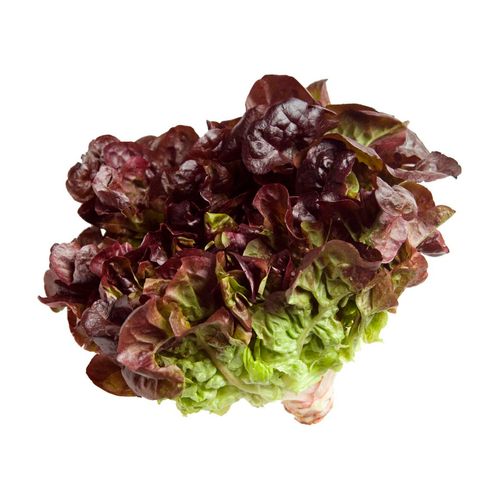Alface Roxo Hidroponica UNID