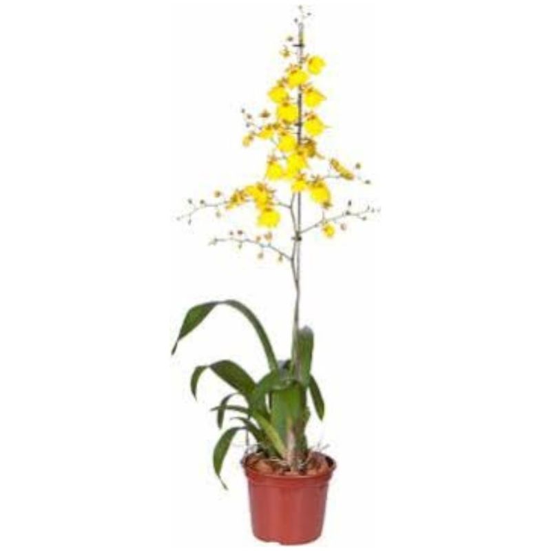 Flor-Oncidium-Variado-P15-UNIDADE