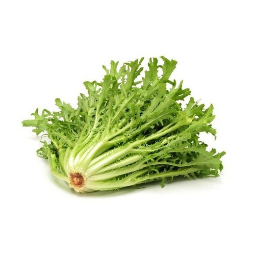 Chicoria UNIDADE